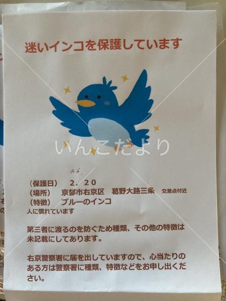 保護鳥の写真