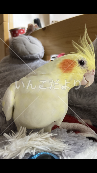 迷い鳥の写真