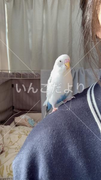 迷い鳥の写真