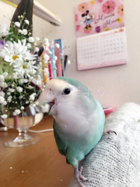 迷い鳥の写真