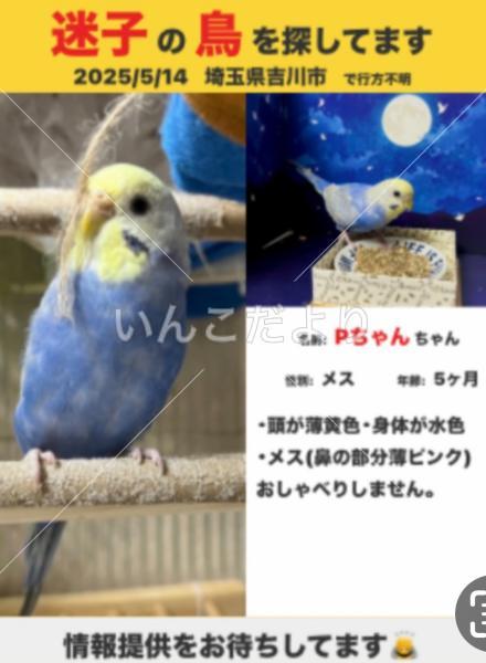 迷い鳥の写真