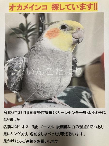 迷い鳥の写真