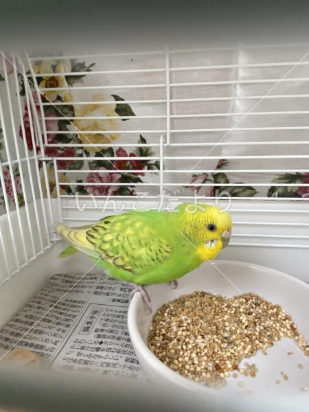 保護鳥の写真