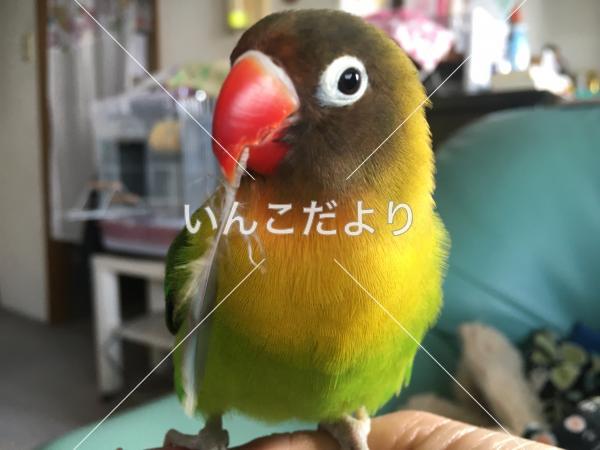 迷い鳥の写真