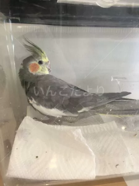 保護鳥の写真