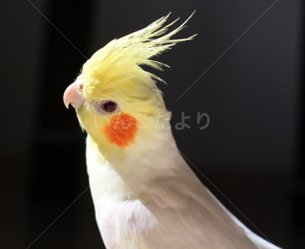 迷い鳥の写真