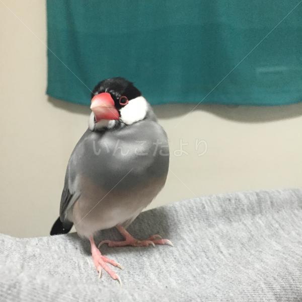 迷い鳥の写真