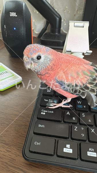 迷い鳥の写真