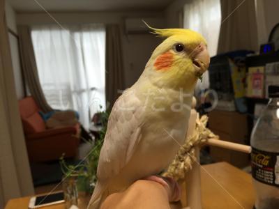 迷い鳥の写真