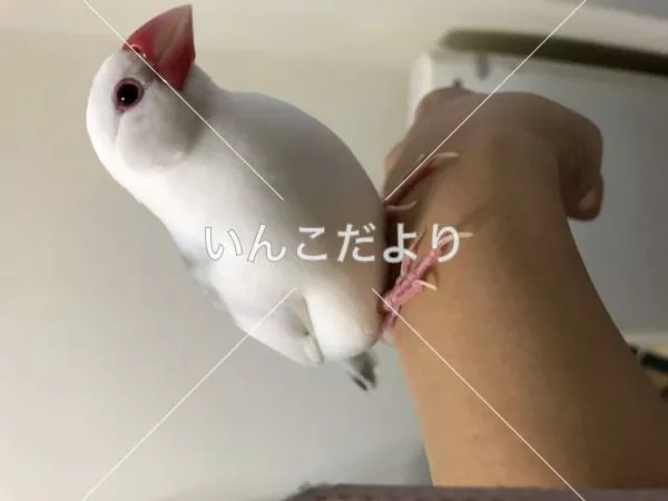 迷い鳥の写真