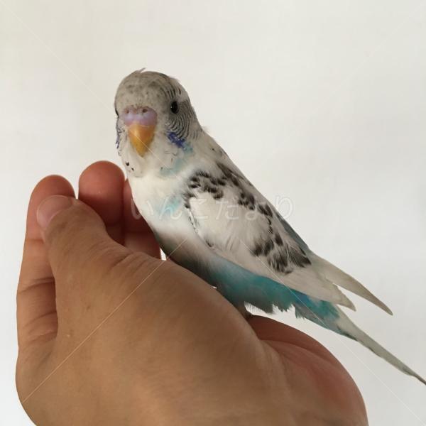 保護鳥の写真