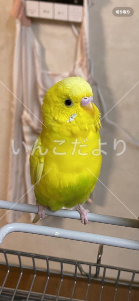 迷い鳥の写真