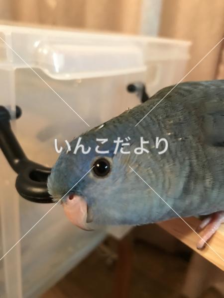 迷い鳥の写真