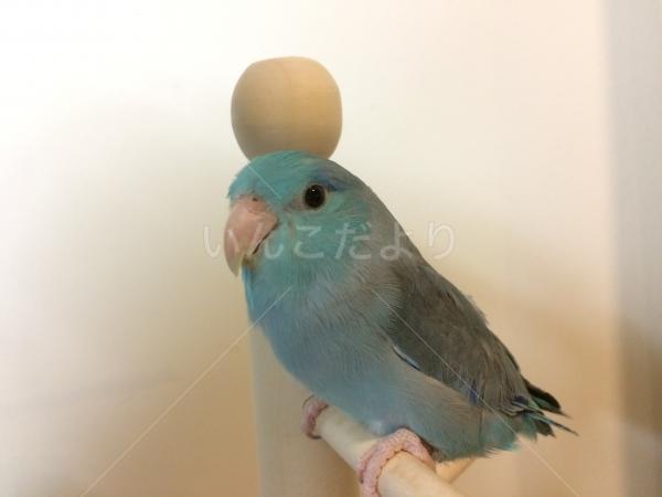 迷い鳥の写真