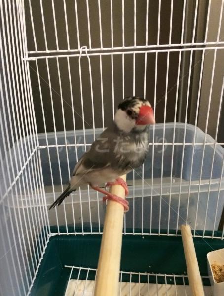 保護鳥の写真