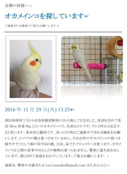 迷い鳥の写真