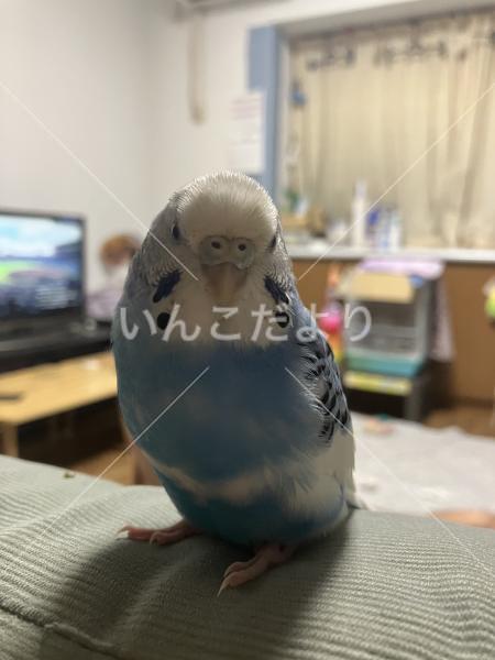 迷い鳥の写真