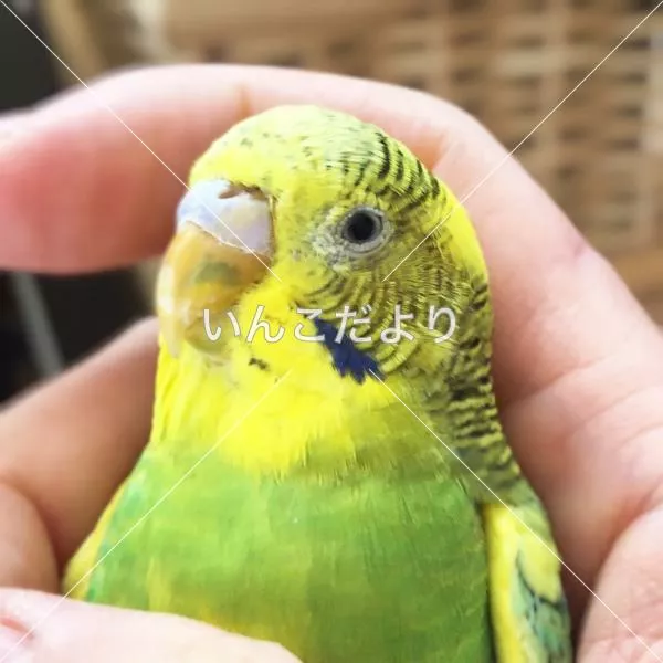 保護鳥の写真