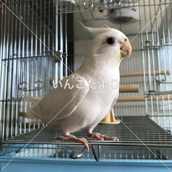 迷い鳥の写真