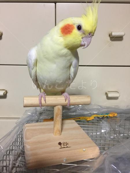 迷い鳥の写真