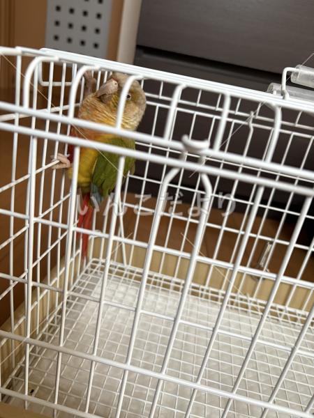保護鳥の写真