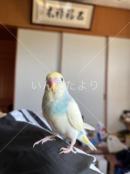 迷い鳥の写真