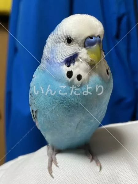 保護鳥の写真