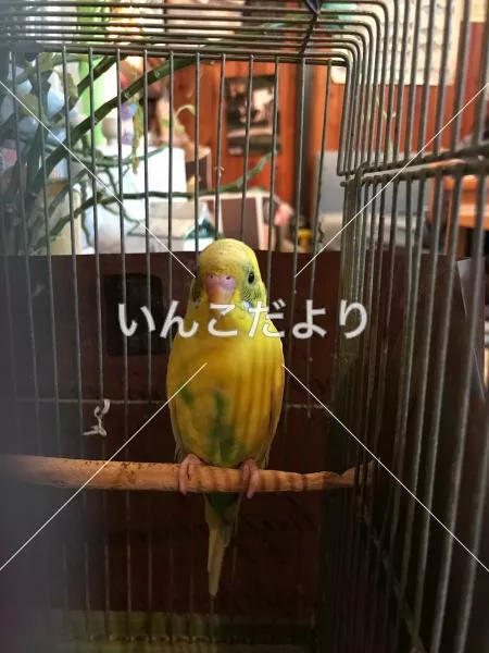 保護鳥の写真