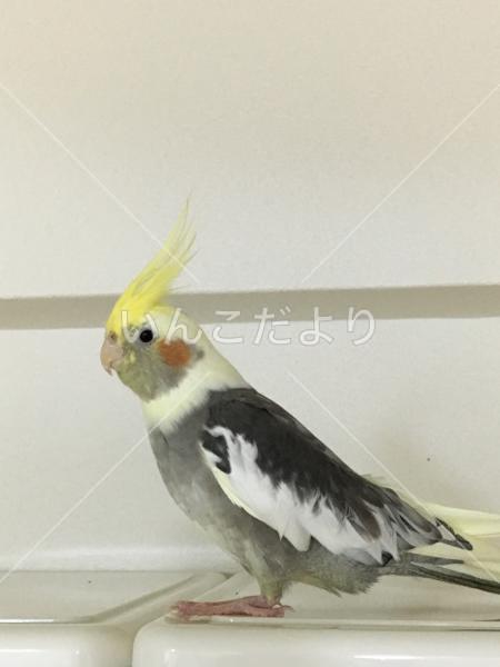 迷い鳥の写真