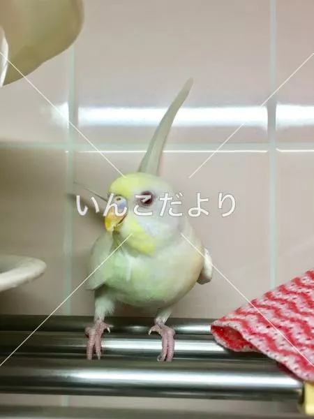 迷い鳥の写真