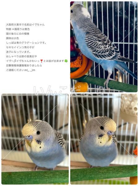 迷い鳥の写真