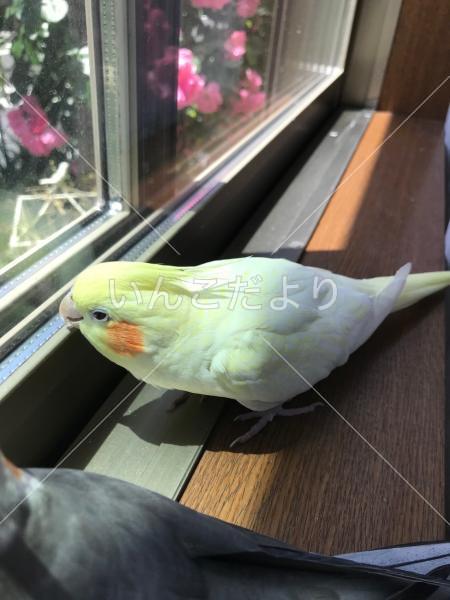 迷い鳥の写真
