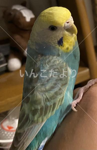 迷い鳥の写真