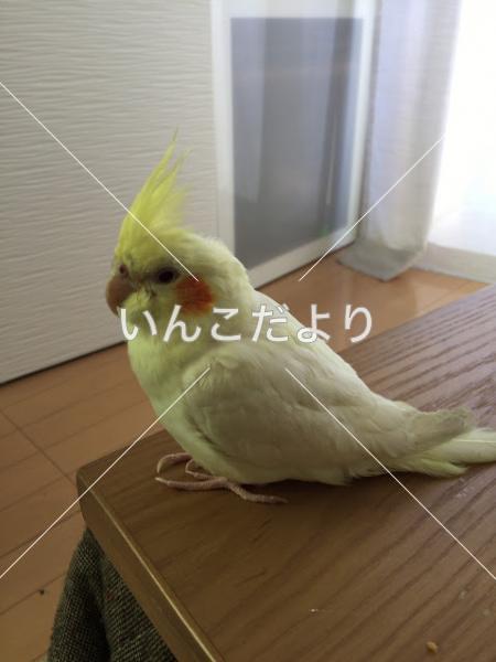 迷い鳥の写真