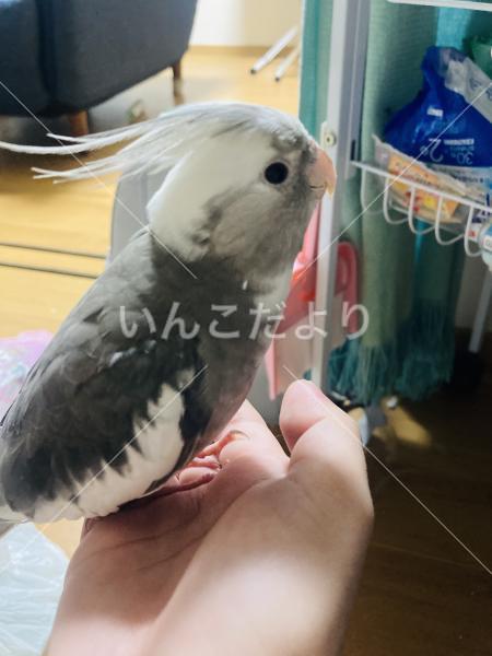 迷い鳥の写真