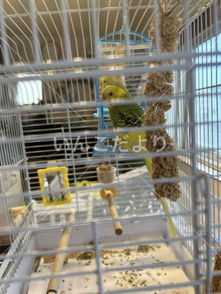 迷い鳥の写真