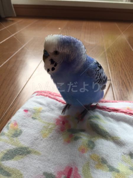 保護鳥の写真