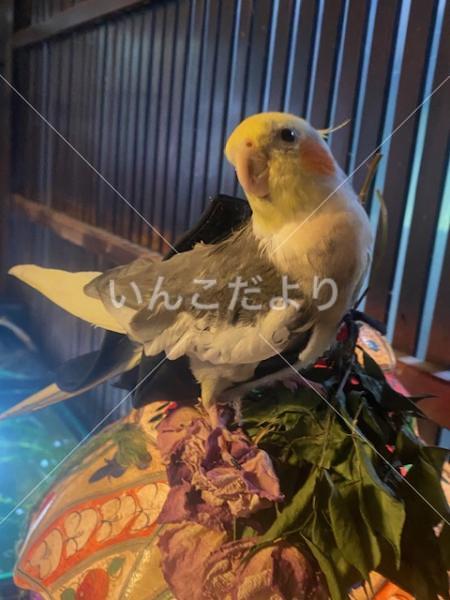 迷い鳥の写真