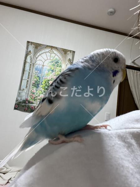 迷い鳥の写真