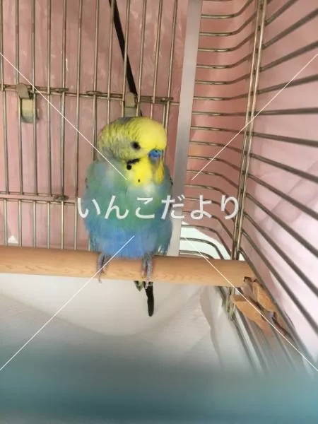 保護鳥の写真