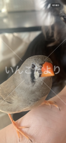 迷い鳥の写真
