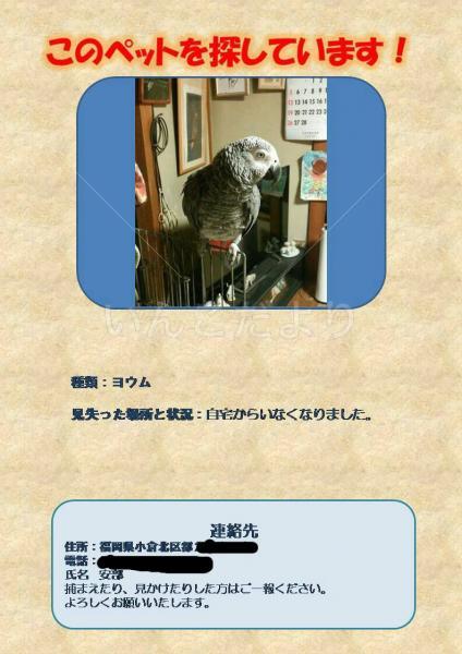 迷い鳥の写真