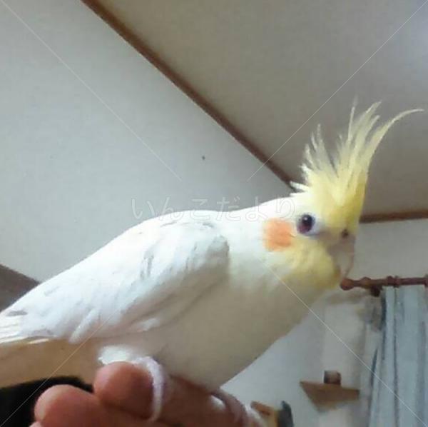 迷い鳥の写真