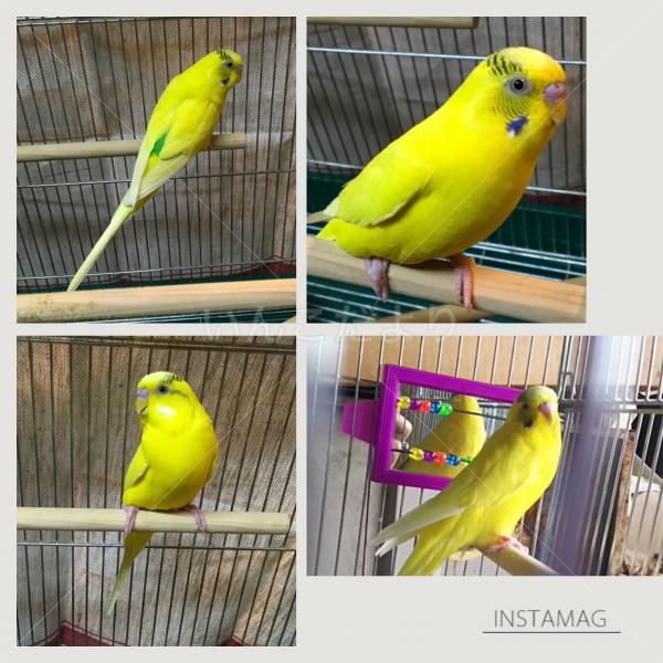 保護鳥の写真