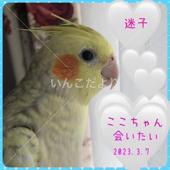 迷い鳥の写真