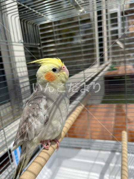 迷い鳥の写真
