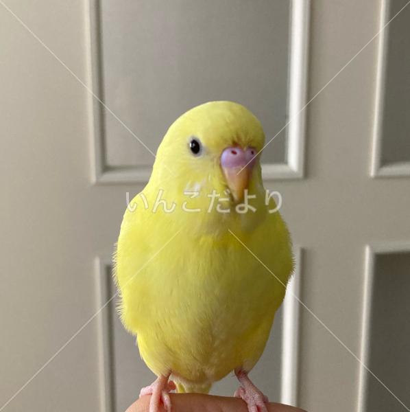 保護鳥の写真
