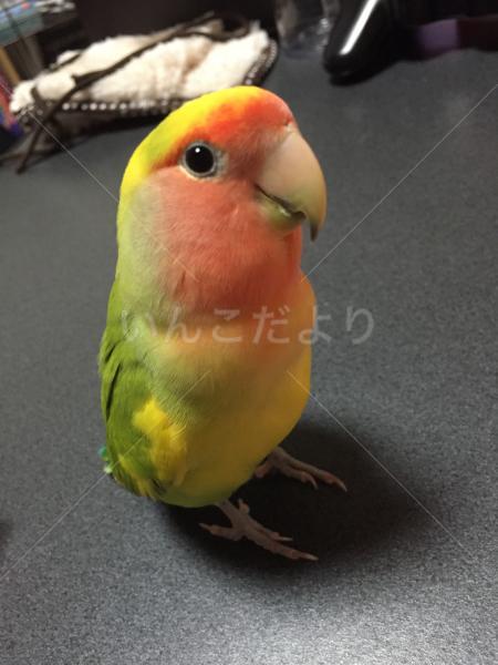 迷い鳥の写真
