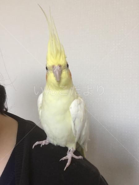 迷い鳥の写真