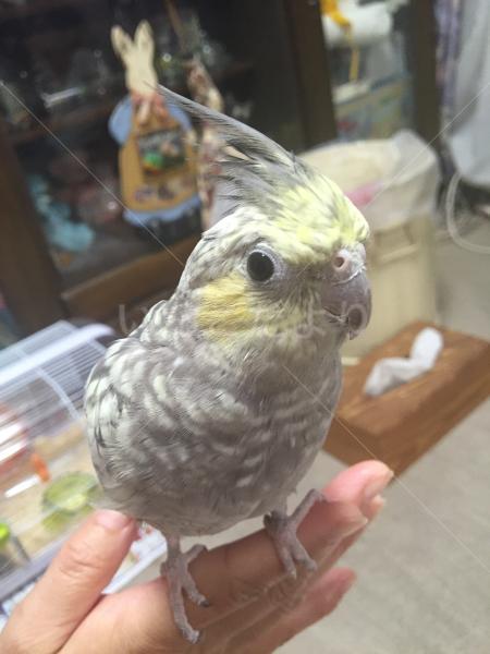 迷い鳥の写真